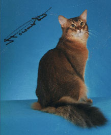 Somali Somalis Abyssinian Aby Breeder Show Longhaired Semi-longhaired History Genetics Colors